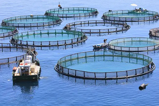 Aquaculture Aquicultura