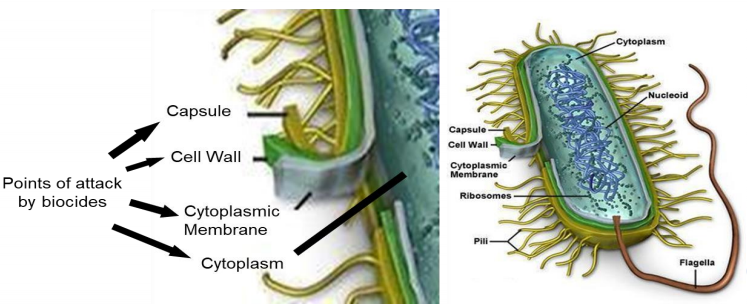 Ponto de ataque dos biocidas