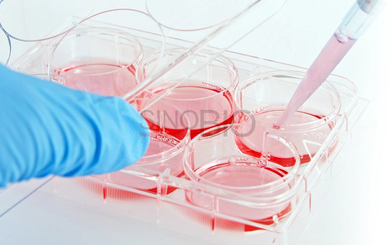 Cell Culture Medium Raw Materials.png