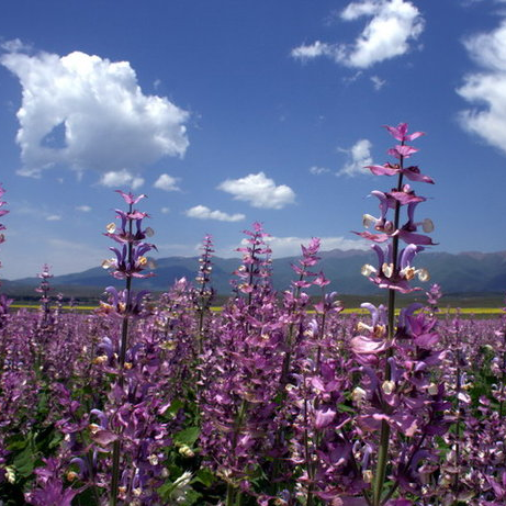  cultivo de artem&iacute;sia