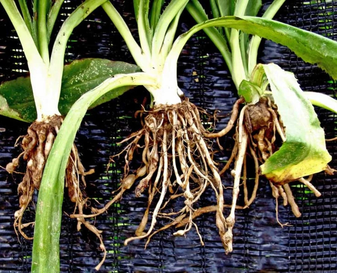 Reguladores de crescimento de plantas de controle de ervas daninhas altamente eficazes Butralin 95% Tc Inibidor de botões de contato Herbicida Butralin erradica ervas daninhas