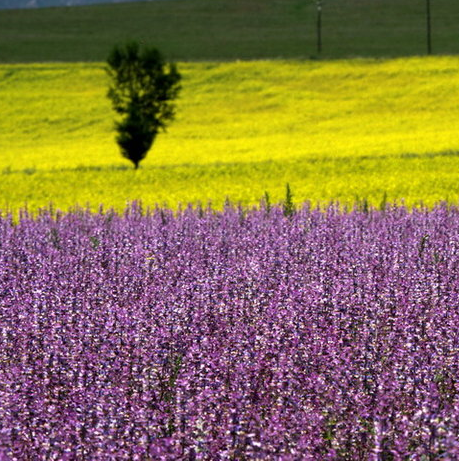  cultivo de artem&iacute;sia